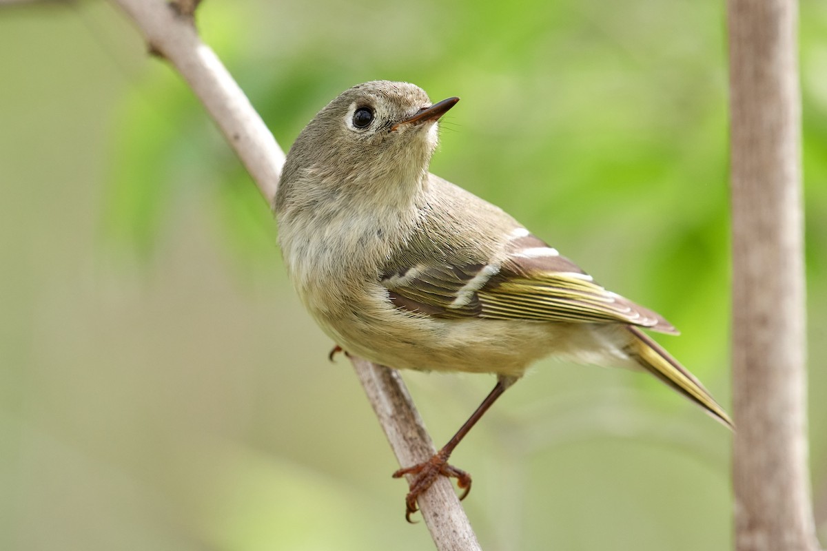 Ruby-crowned Kinglet - ML560309311