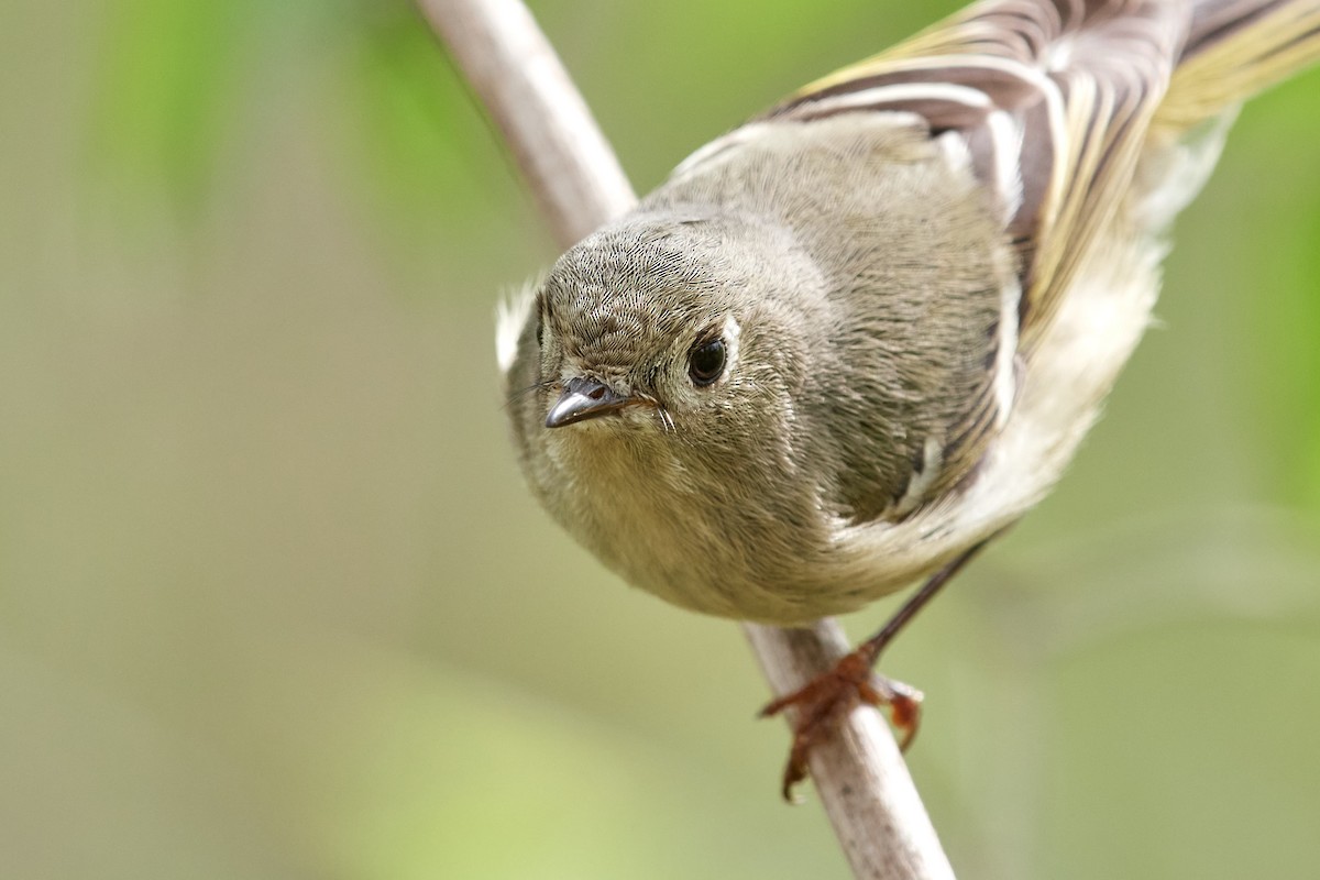 Roitelet à couronne rubis - ML560309331