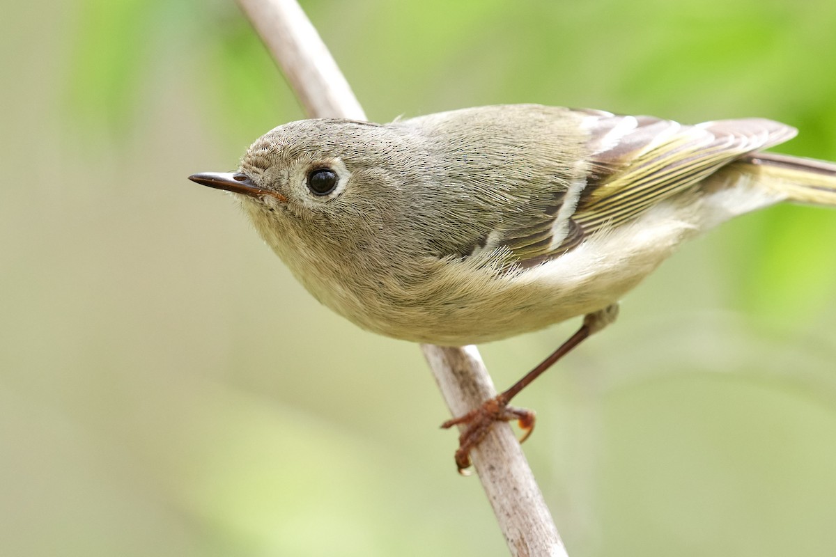 Ruby-crowned Kinglet - ML560309381