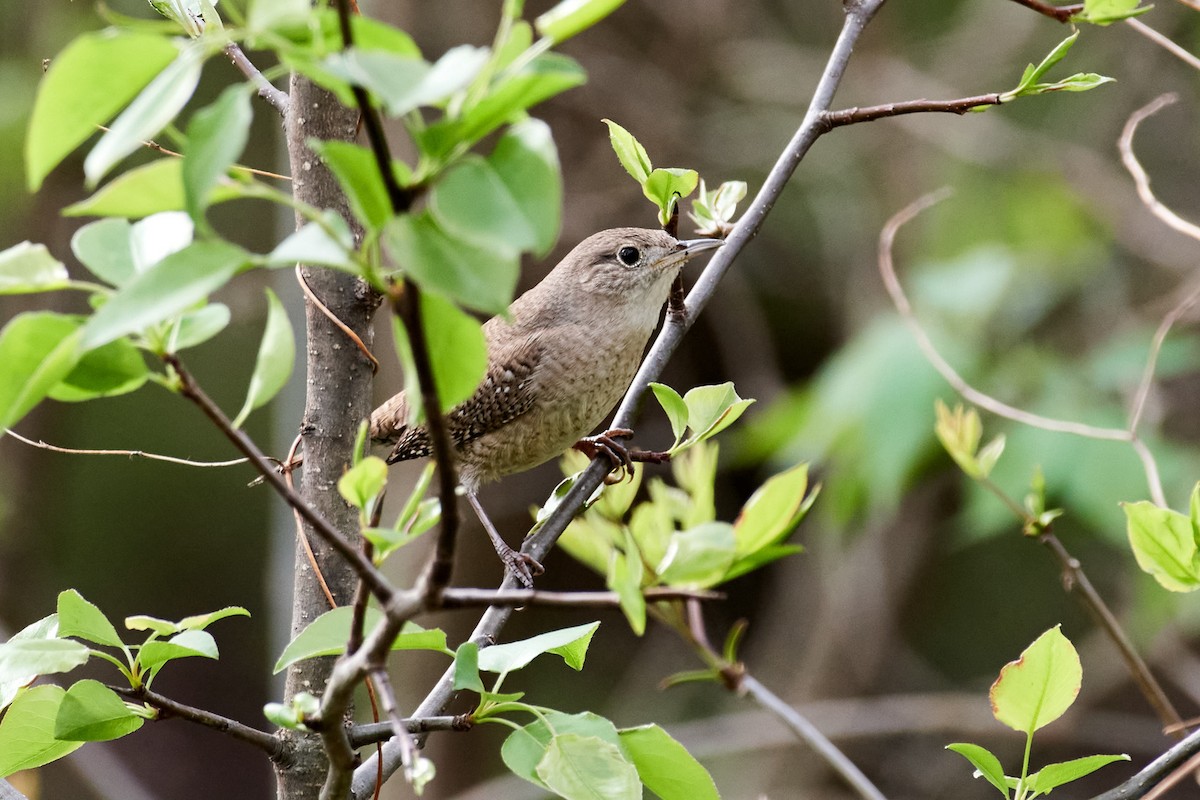 House Wren - ML560309621