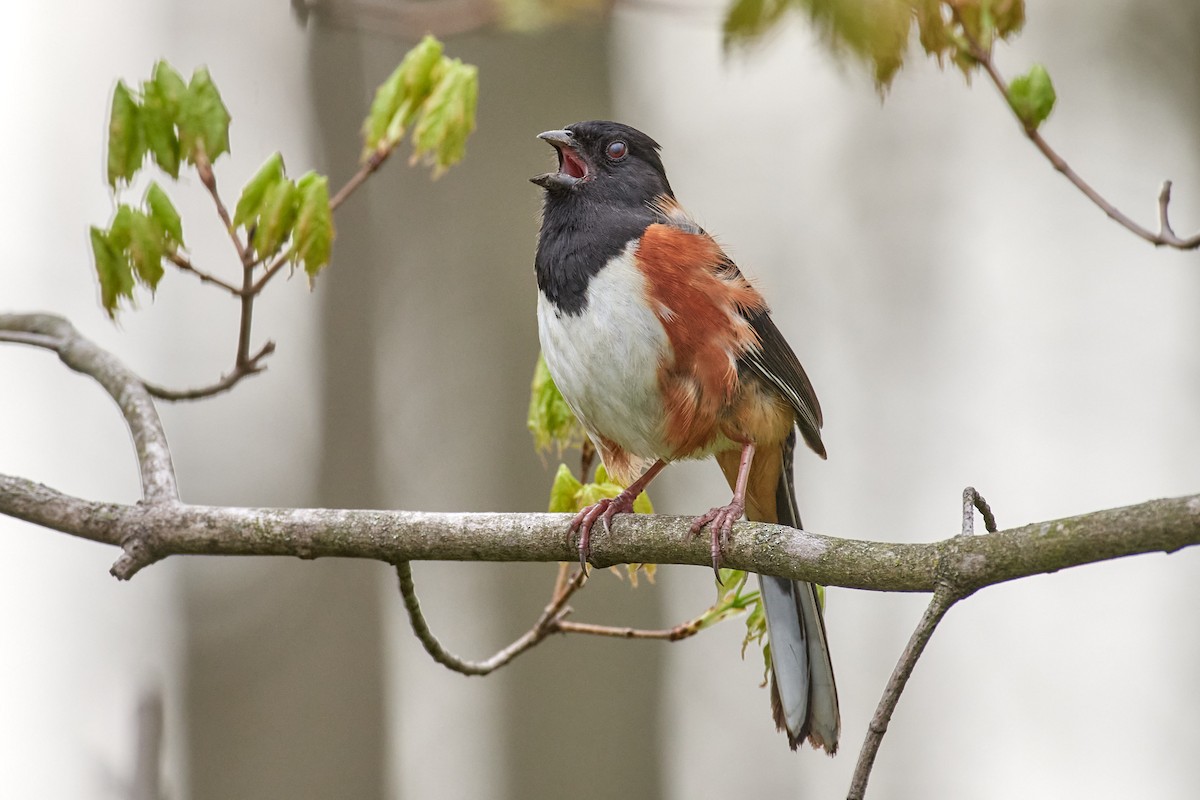 Eastern Towhee - ML560309711