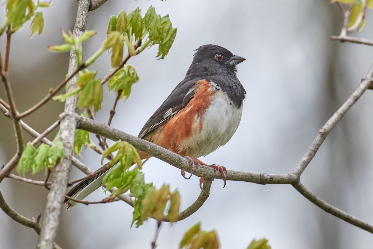 Eastern Towhee - ML560309731