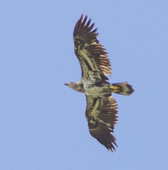 Bald Eagle - Janet Loveland