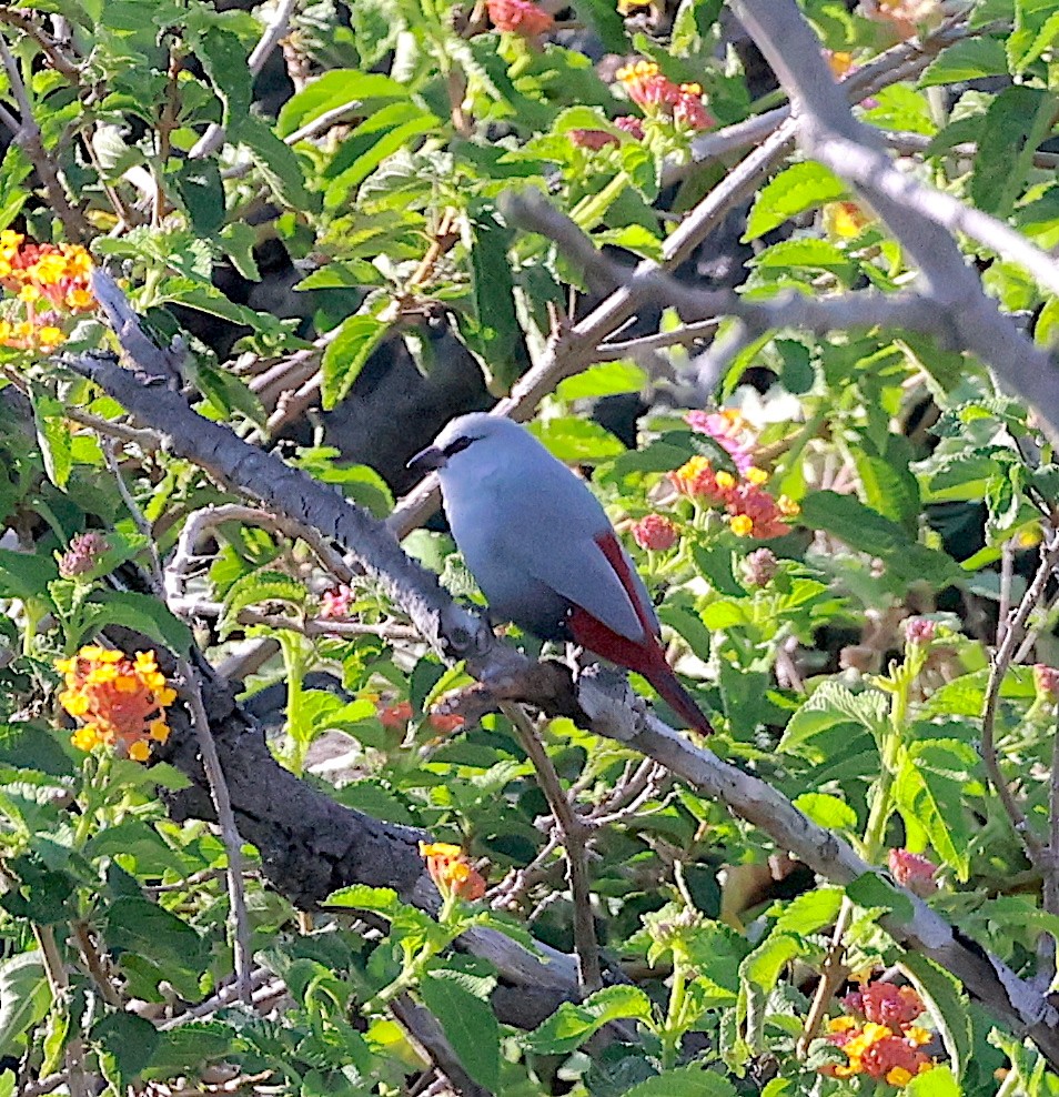 Lavender Waxbill - Mandy Talpas -Hawaii Bird Tours