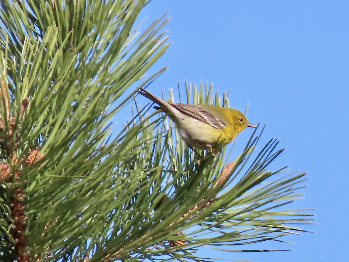 Pine Warbler - ML560310671