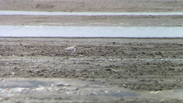 Snowy Plover - ML560311811