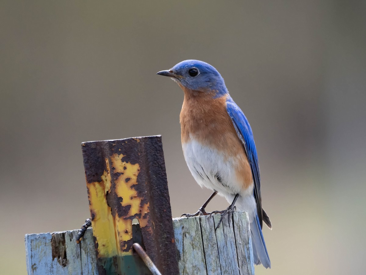 Eastern Bluebird - ML560311921