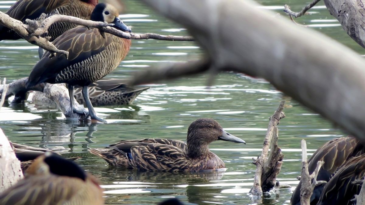 Meller's Duck - Jörg Hanoldt