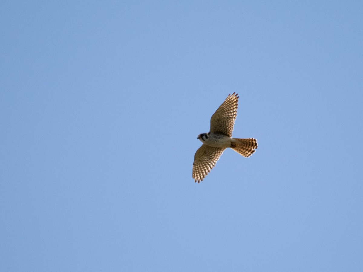 American Kestrel - ML560312021