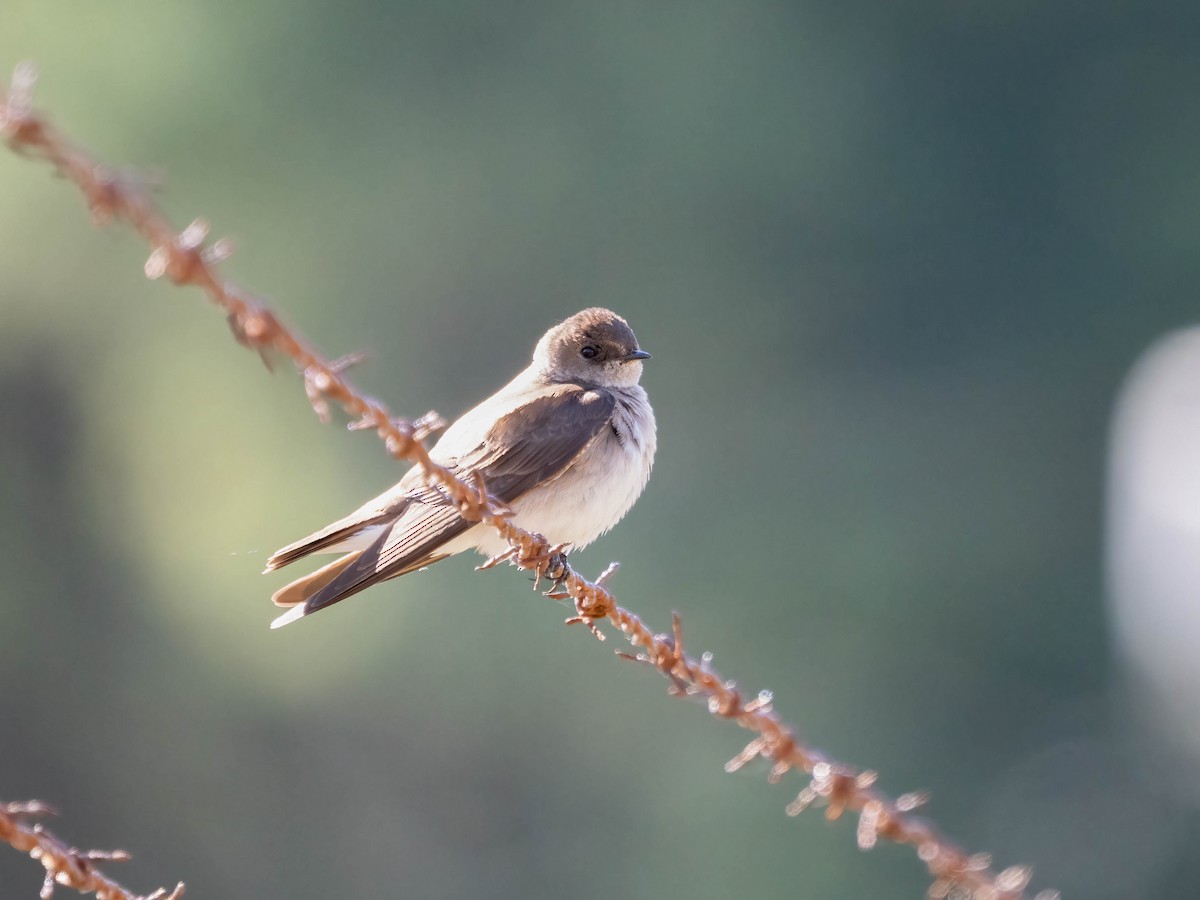 Golondrina Aserrada - ML560312931