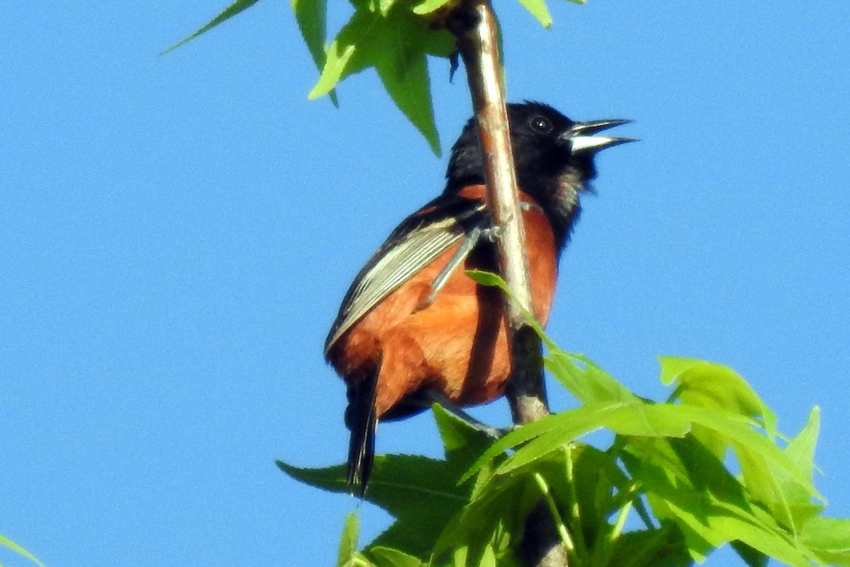 Orchard Oriole - Eric R