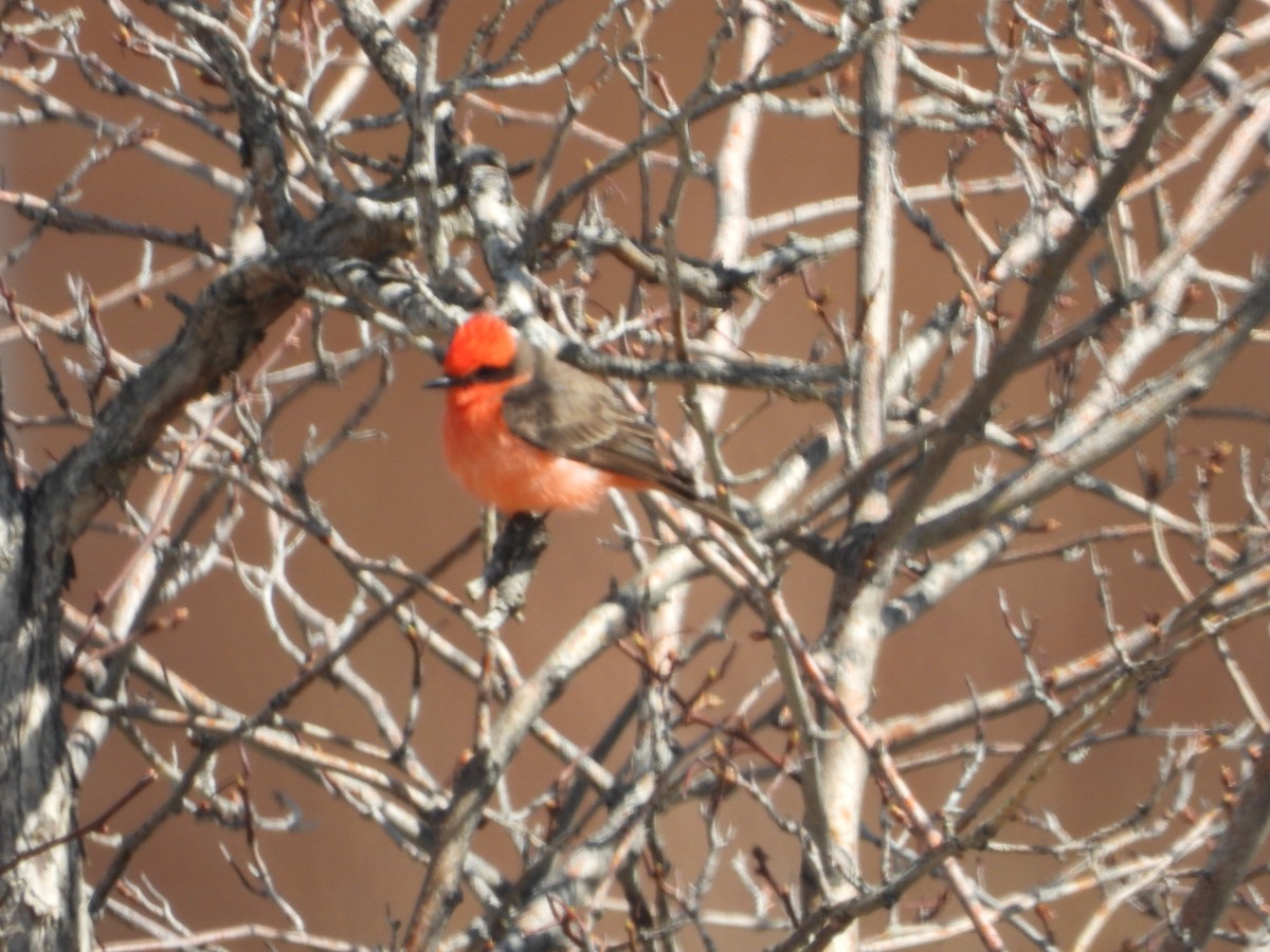 Vermilion Flycatcher - ML560314531
