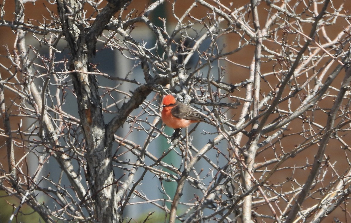 Vermilion Flycatcher - ML560314641
