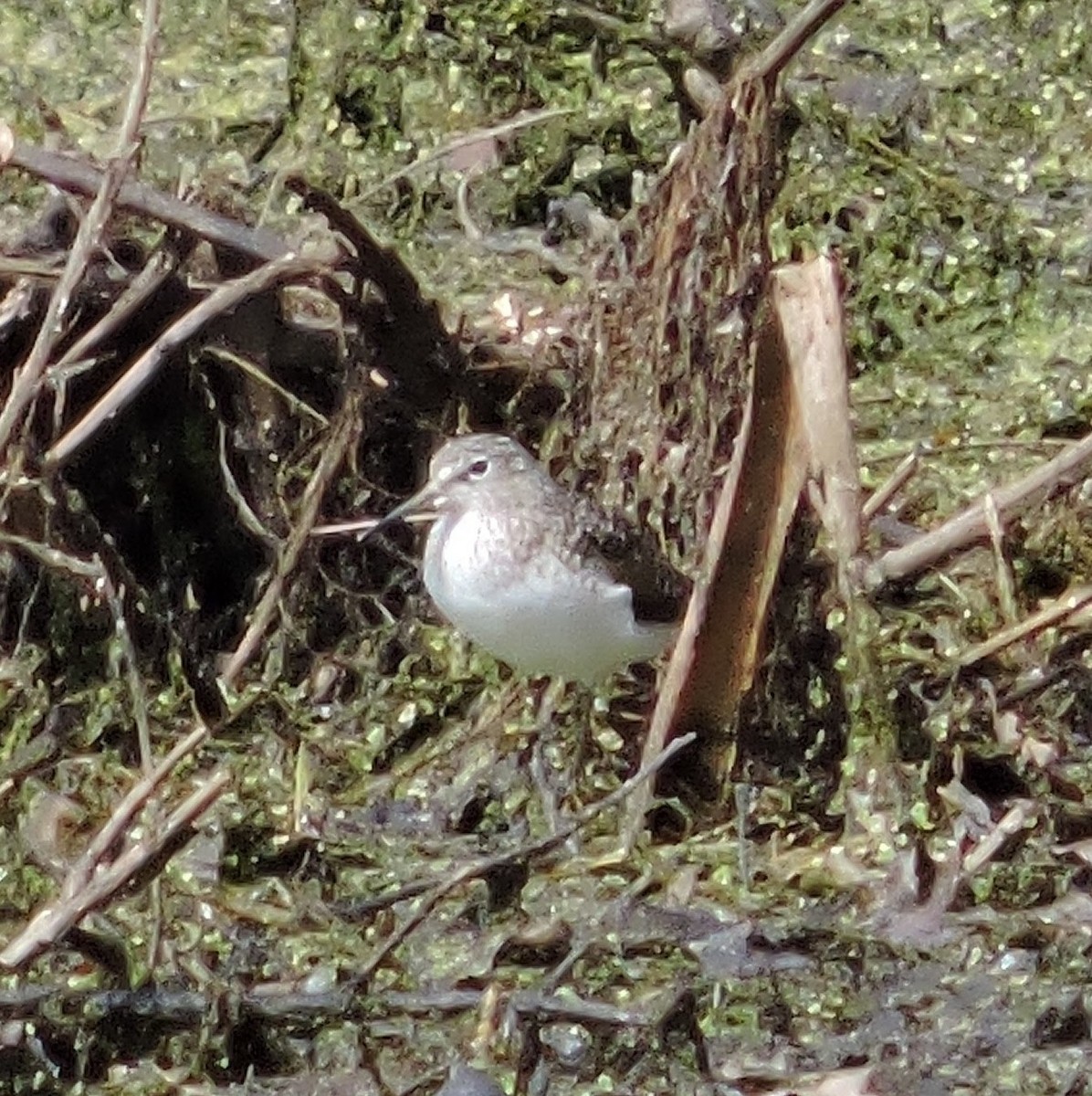 Solitary Sandpiper - ML560316841