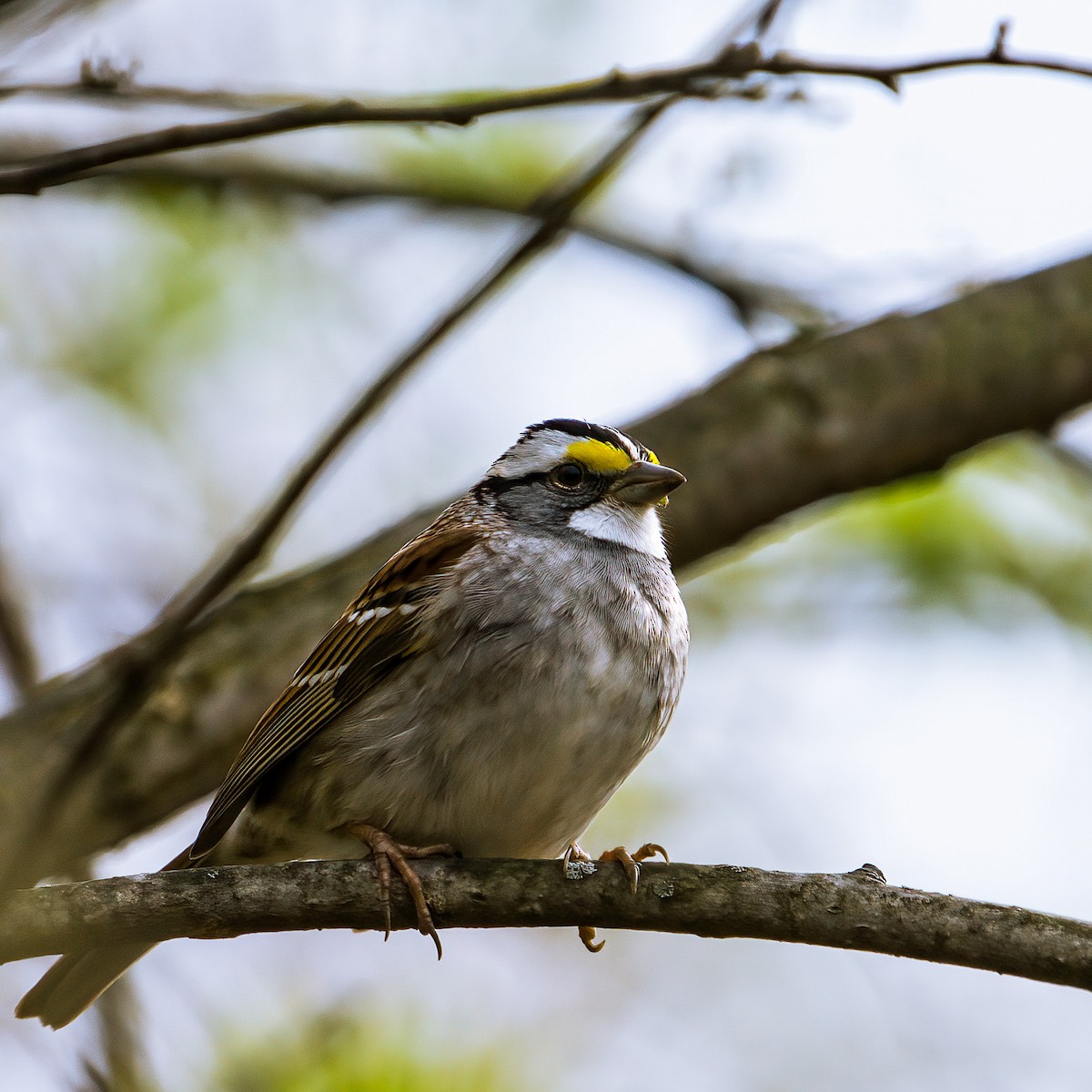 White-throated Sparrow - Jeffrey Schelevitz