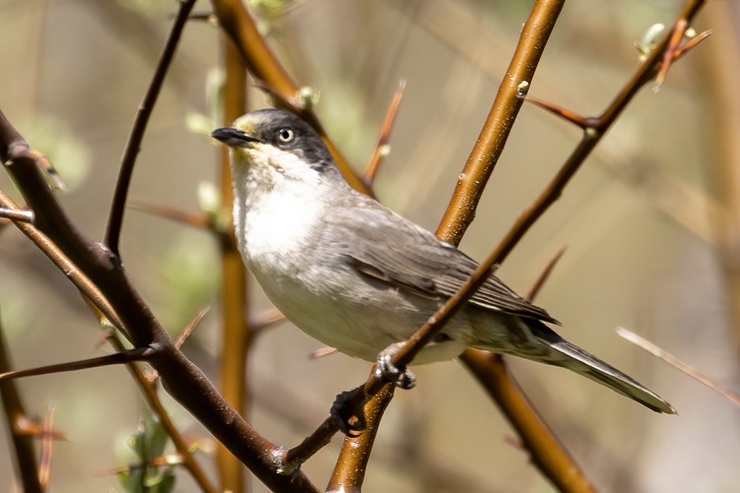 Eastern Orphean Warbler - ML560319311