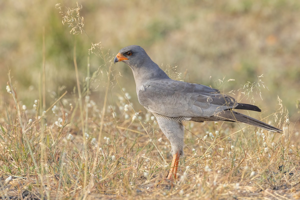 Dark Chanting-Goshawk - ML560320391