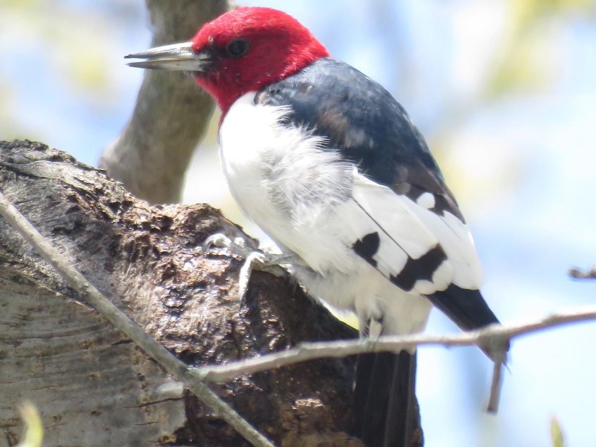 Red-headed Woodpecker - ML560322211
