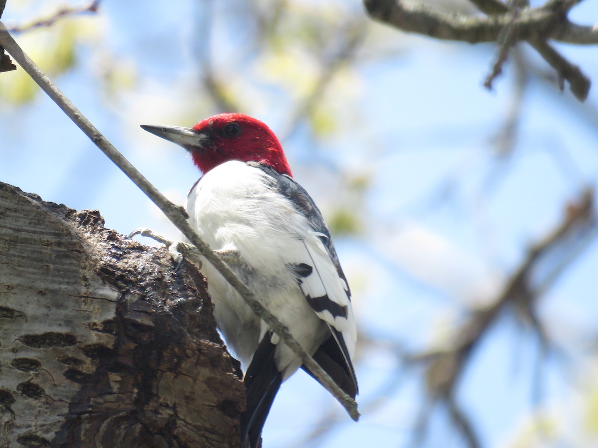 Red-headed Woodpecker - ML560324381
