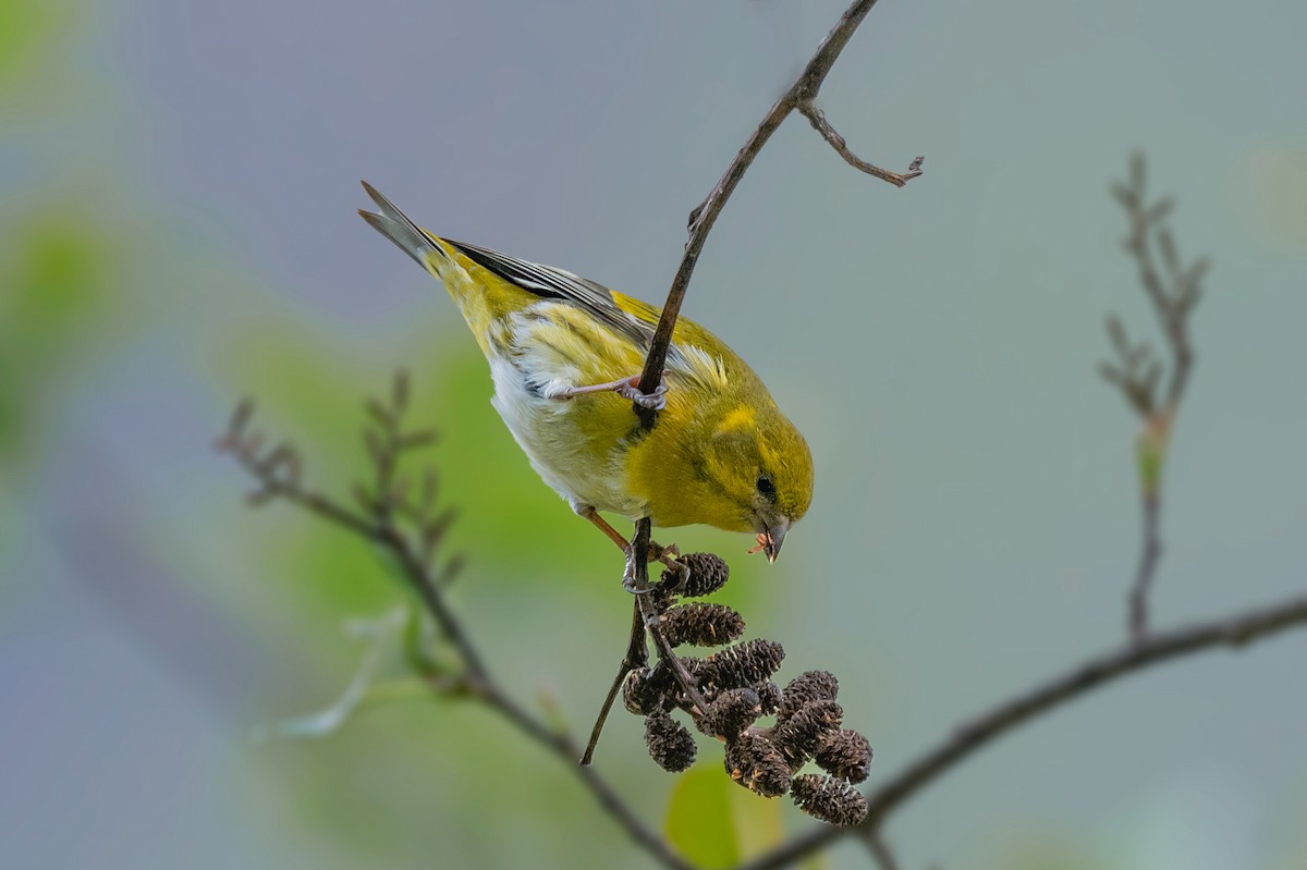 Tibetan Serin - Rajkumar Das