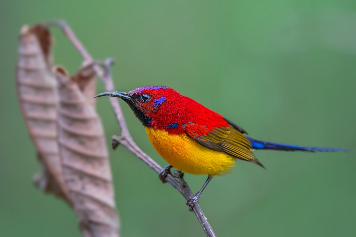 Mrs. Gould's Sunbird - ML560325241