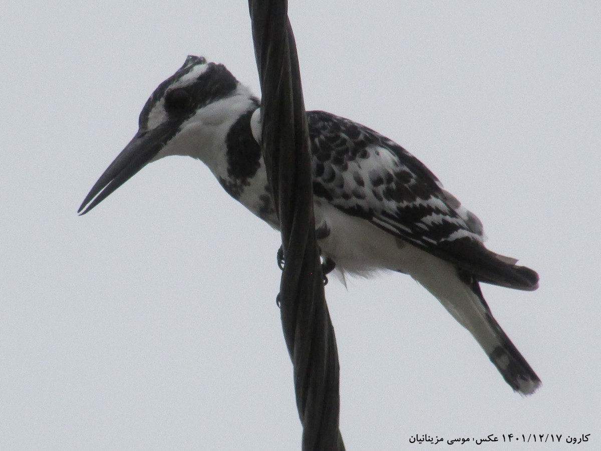 Pied Kingfisher - ML560326651