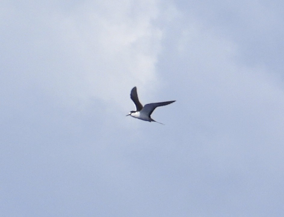 Sooty Tern - ML560326731