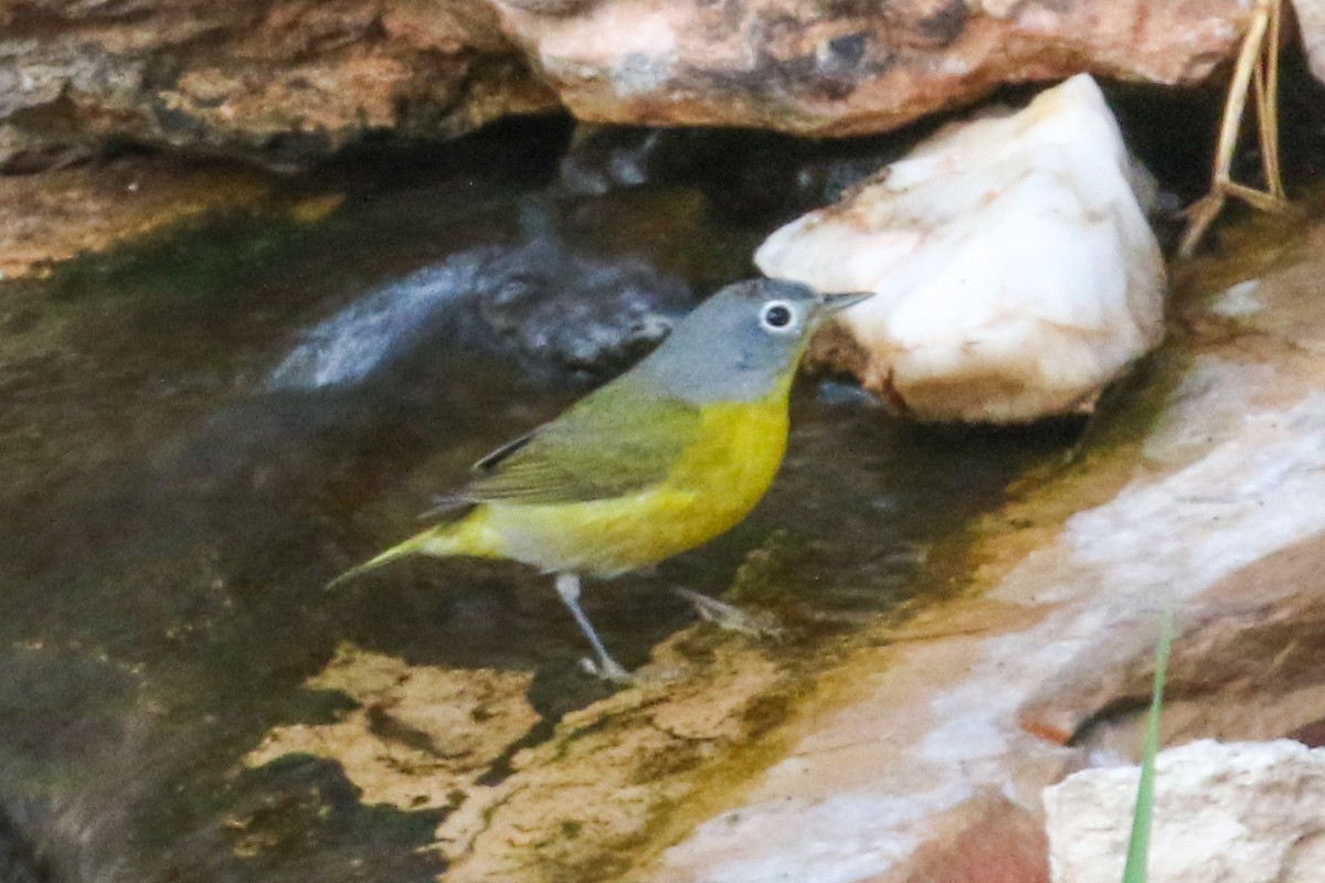 Nashville Warbler - Bill Lupardus
