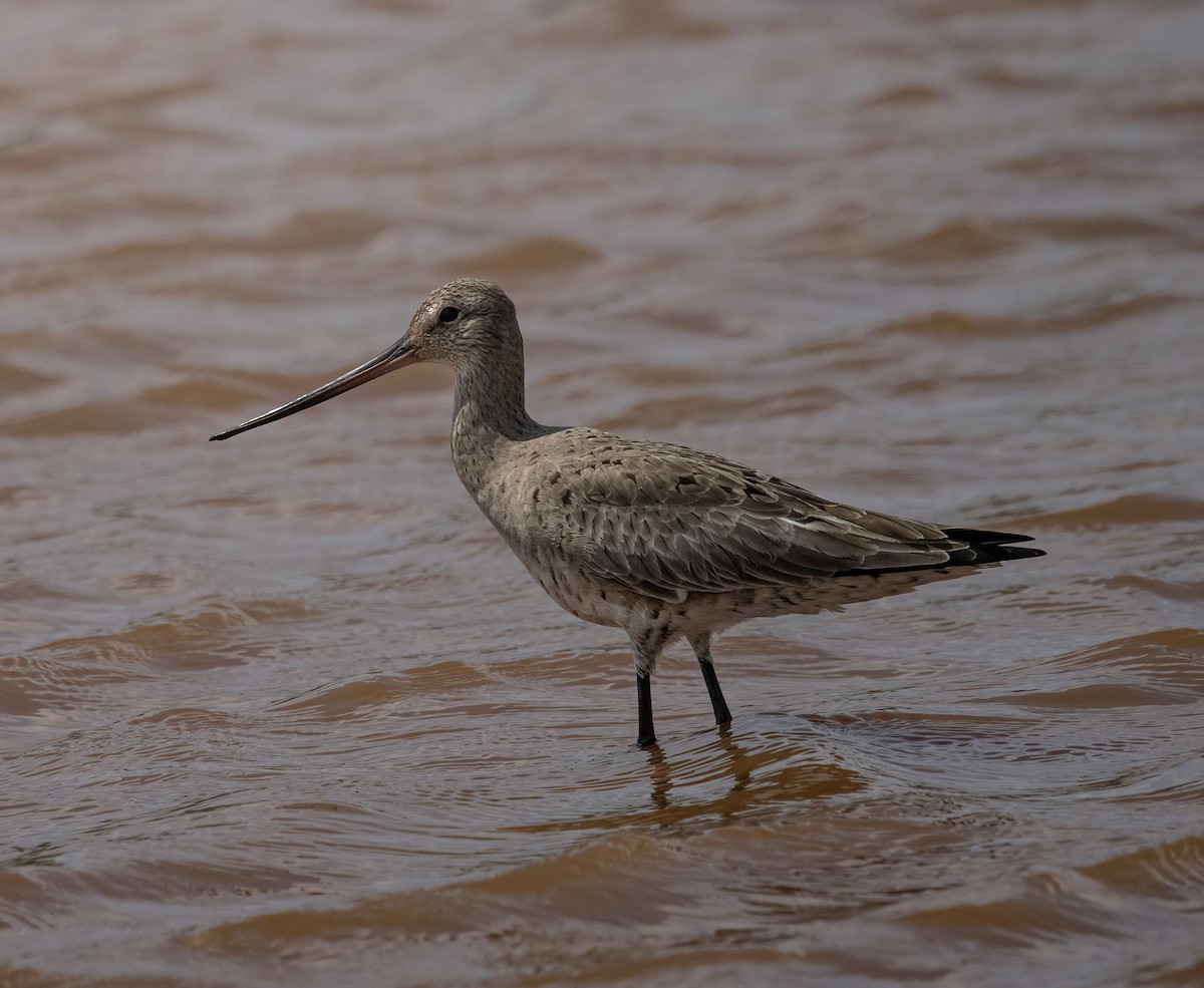 Hudsonian Godwit - Stephen Ofsthun