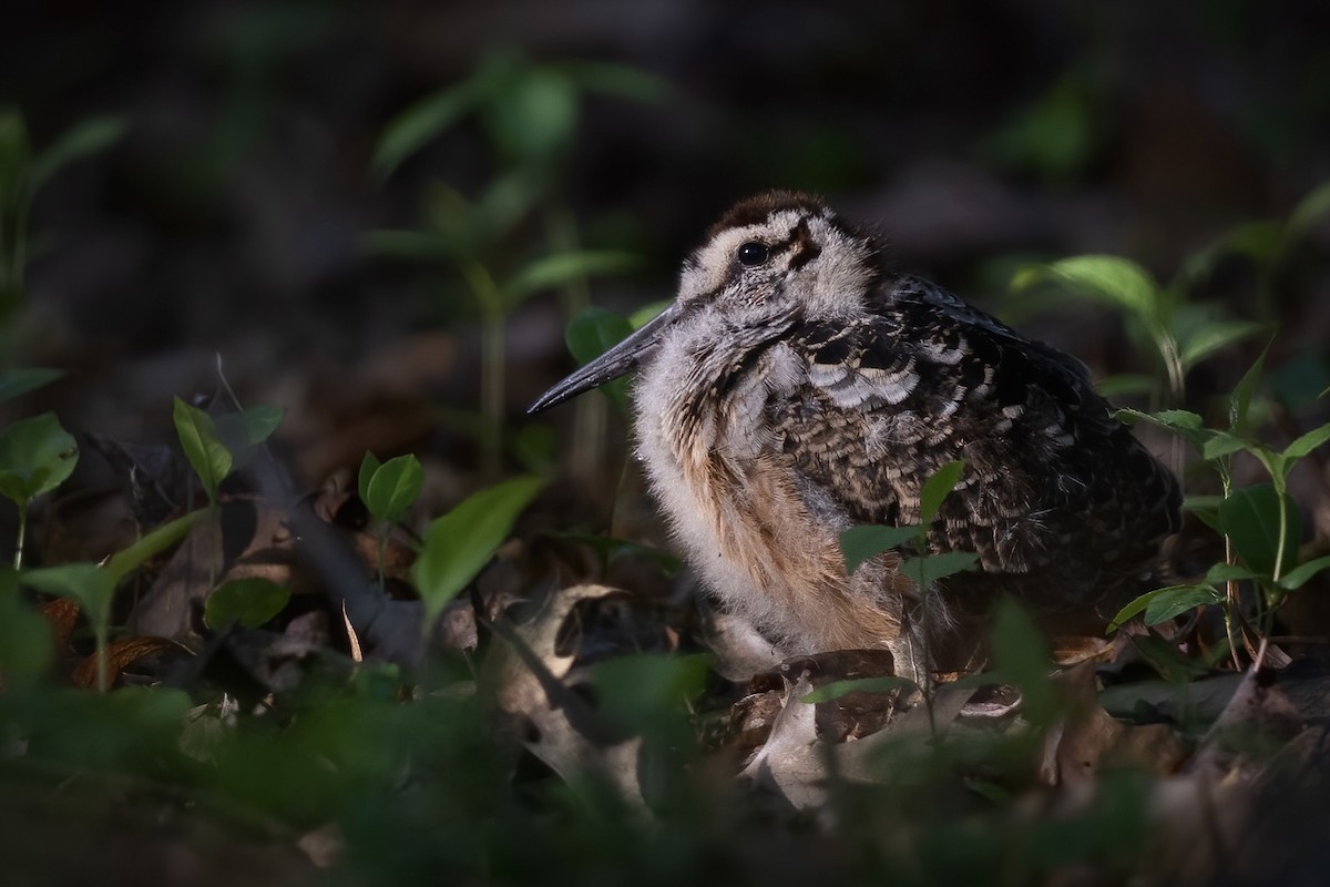 American Woodcock - ML560328481