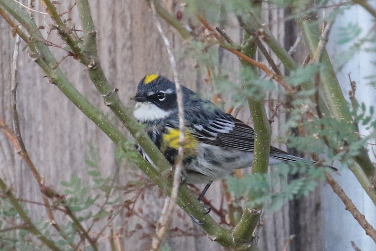 Yellow-rumped Warbler - ML560329331