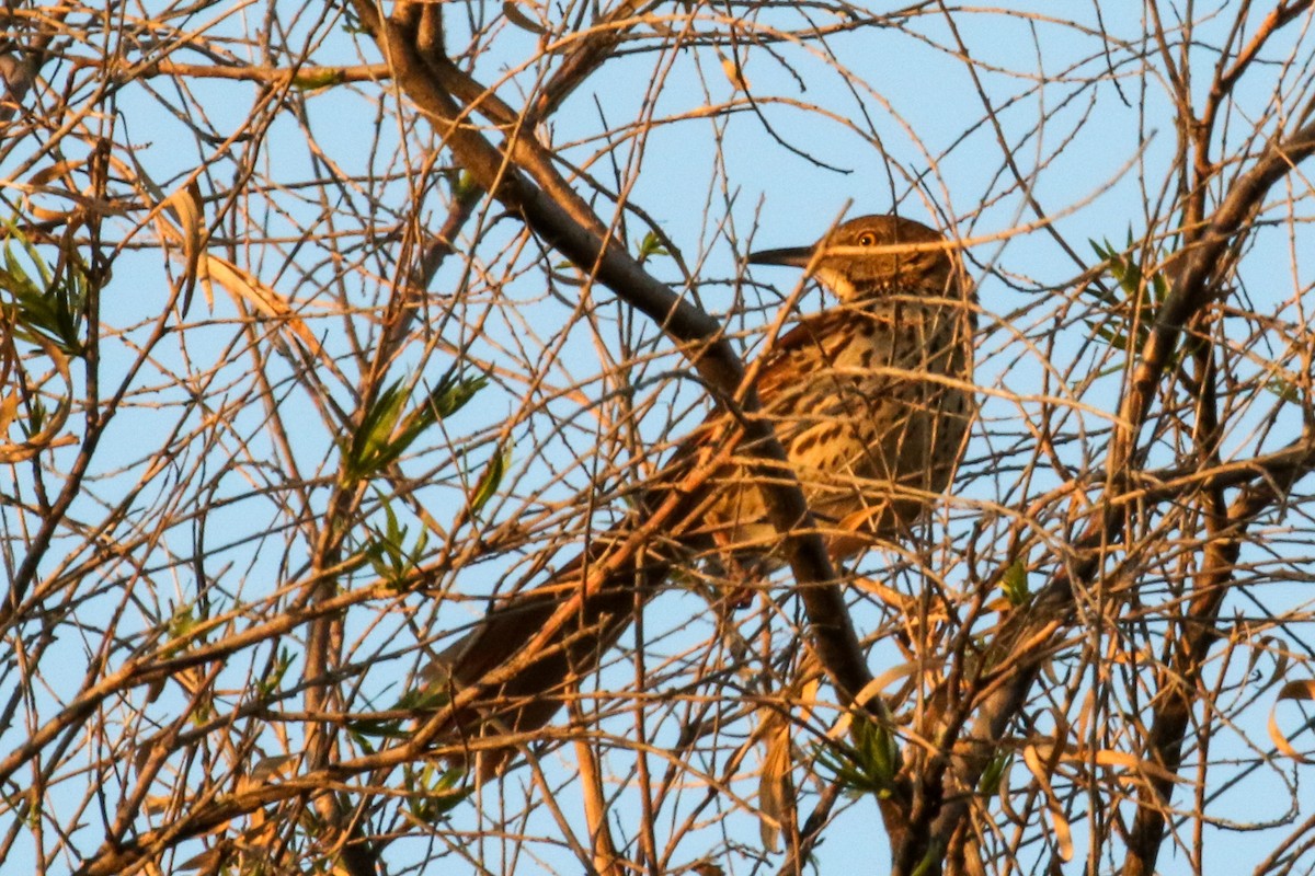 Brown Thrasher - ML560329621
