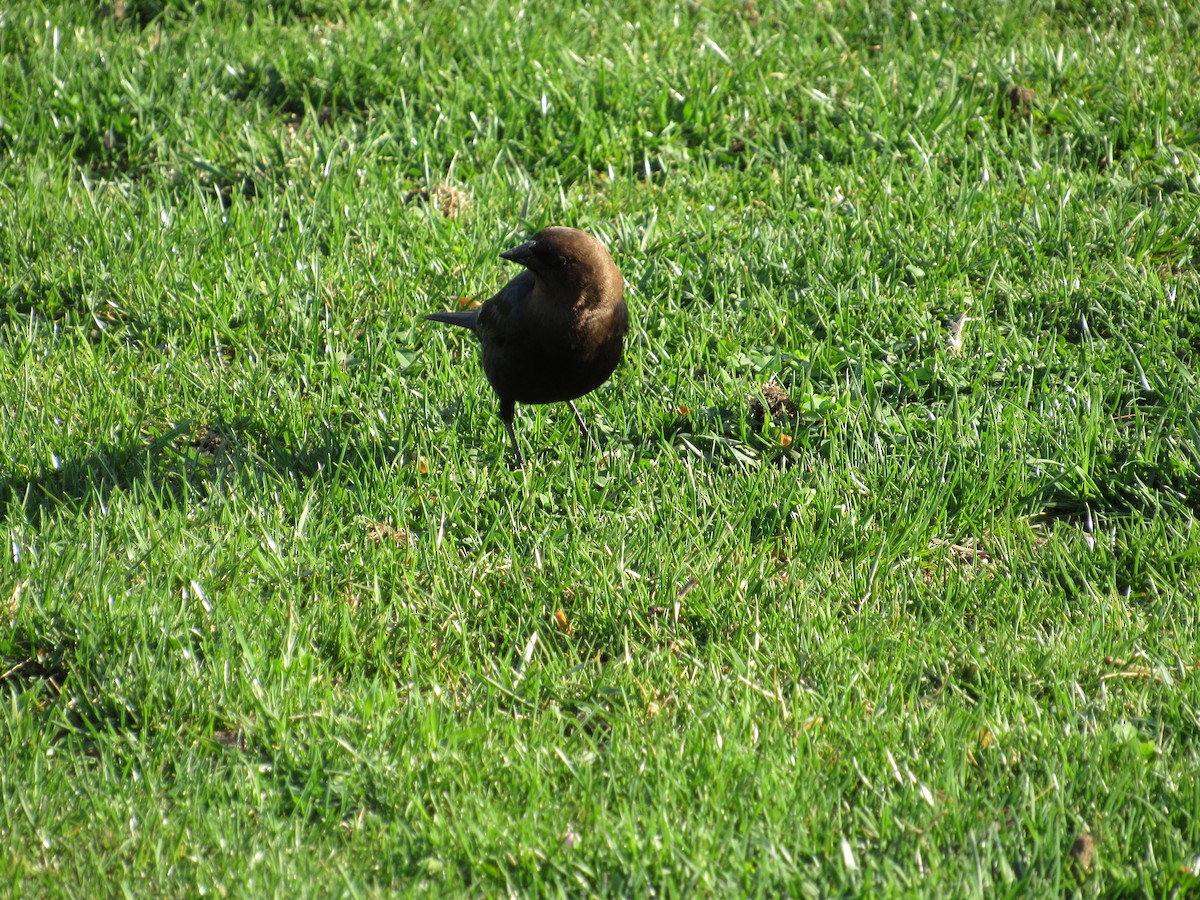 Brown-headed Cowbird - ML560330571