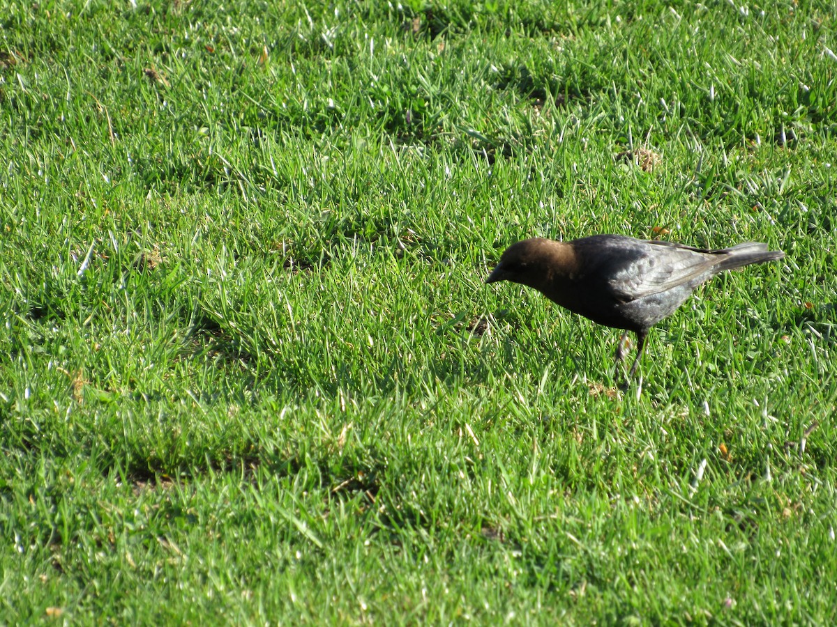 Brown-headed Cowbird - ML560330611