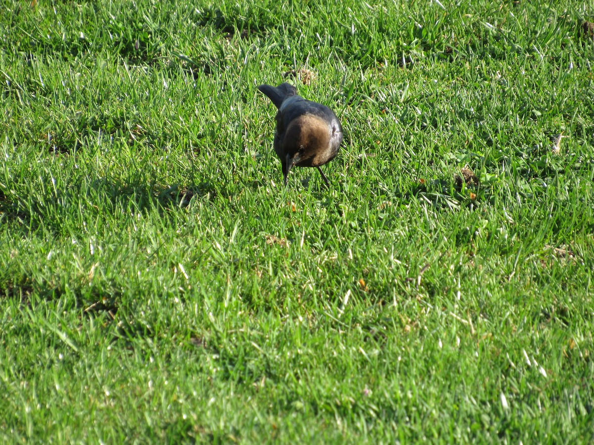 Brown-headed Cowbird - ML560330691