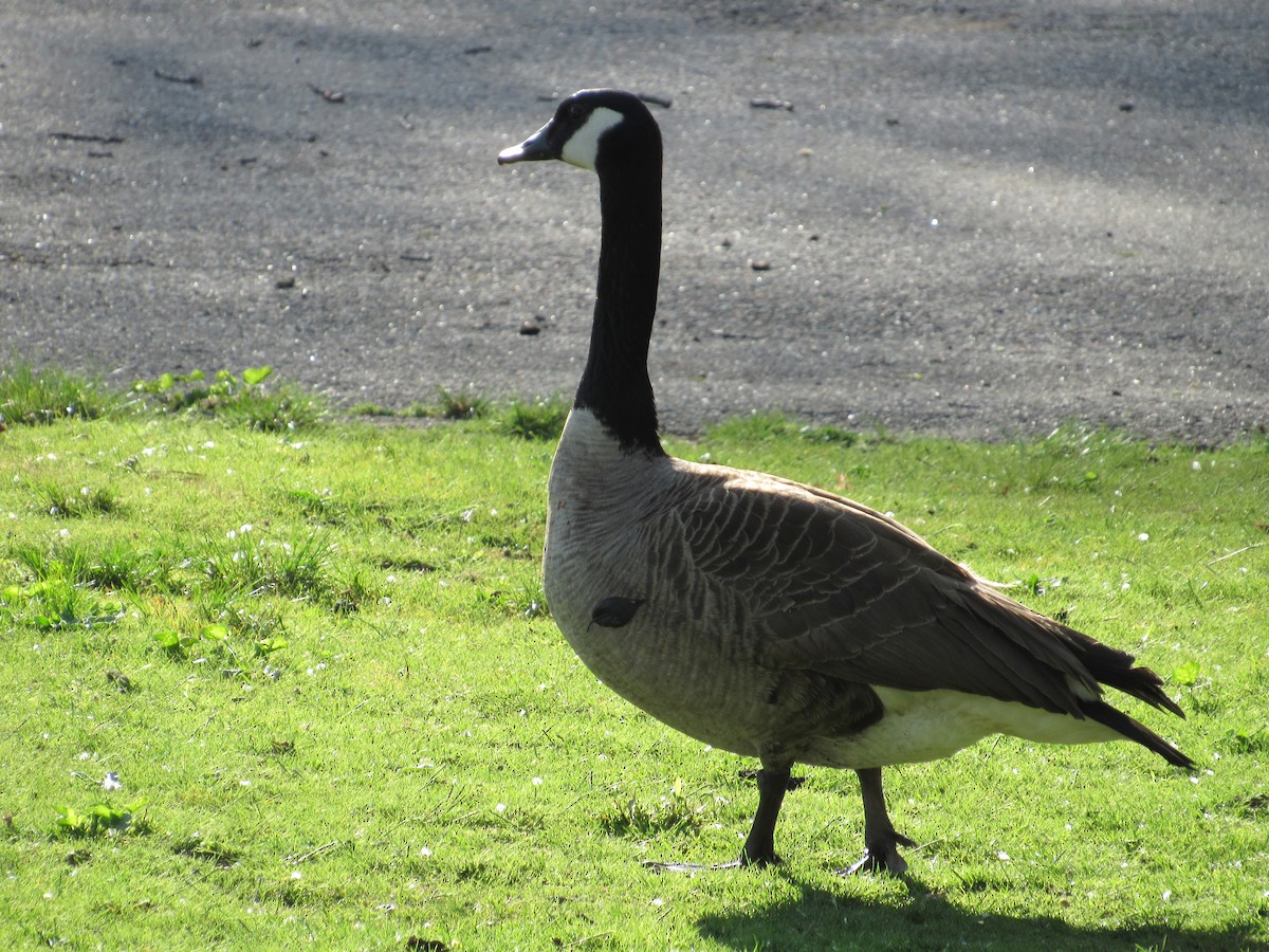 Canada Goose - ML560330731