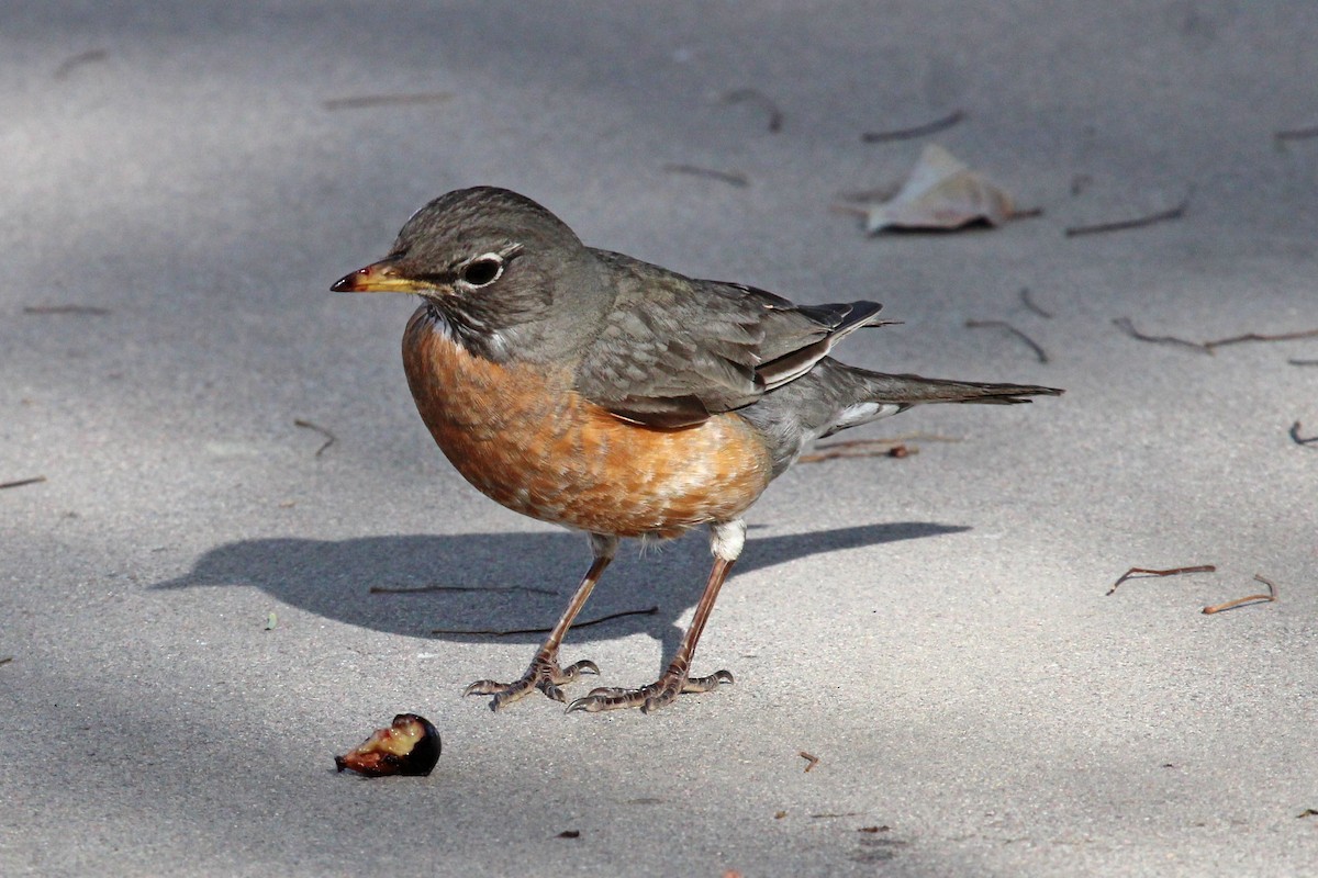 American Robin - ML560330741