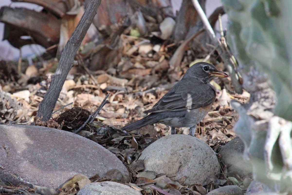 American Robin - ML560330751