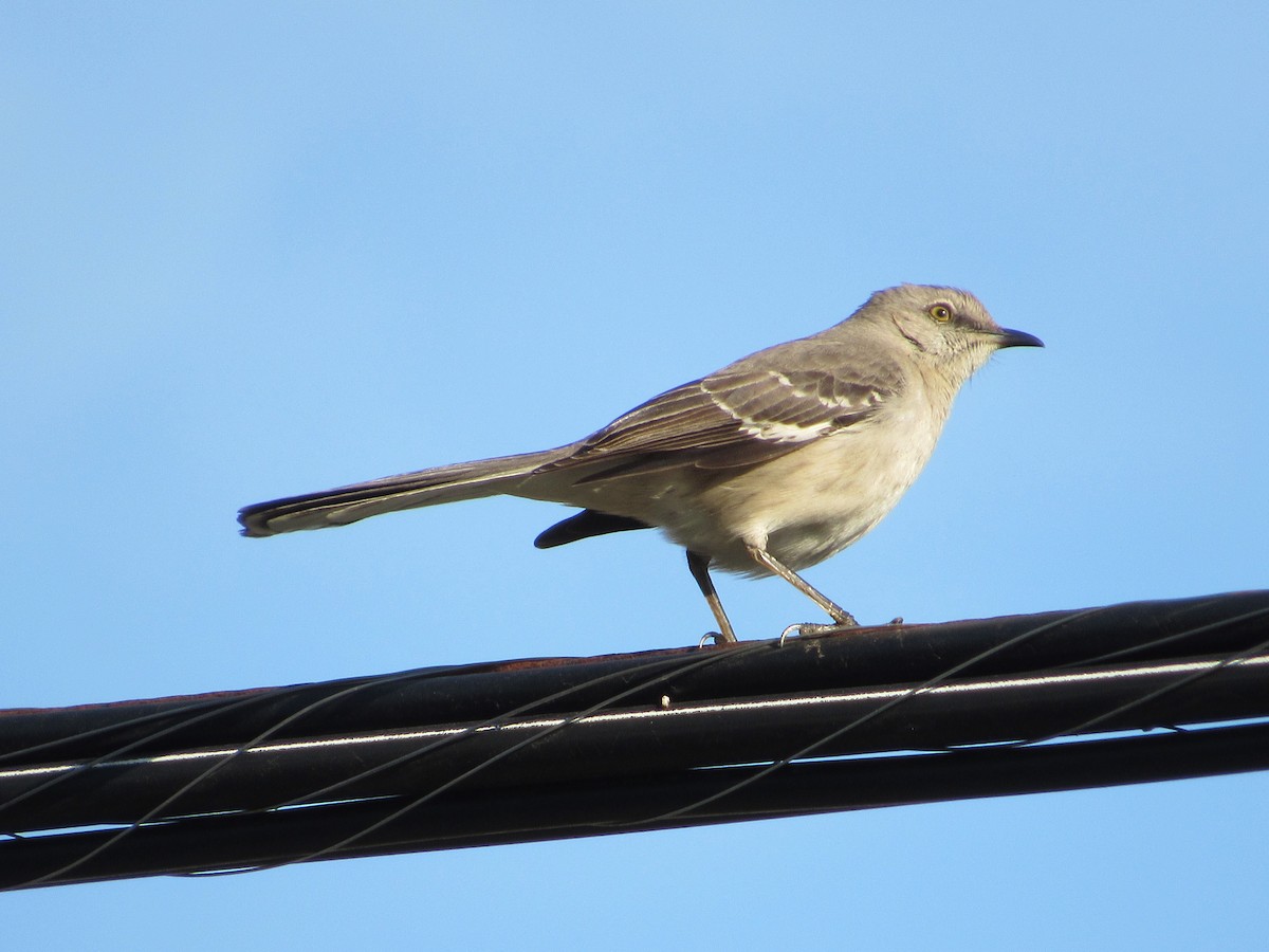 Northern Mockingbird - ML560330791