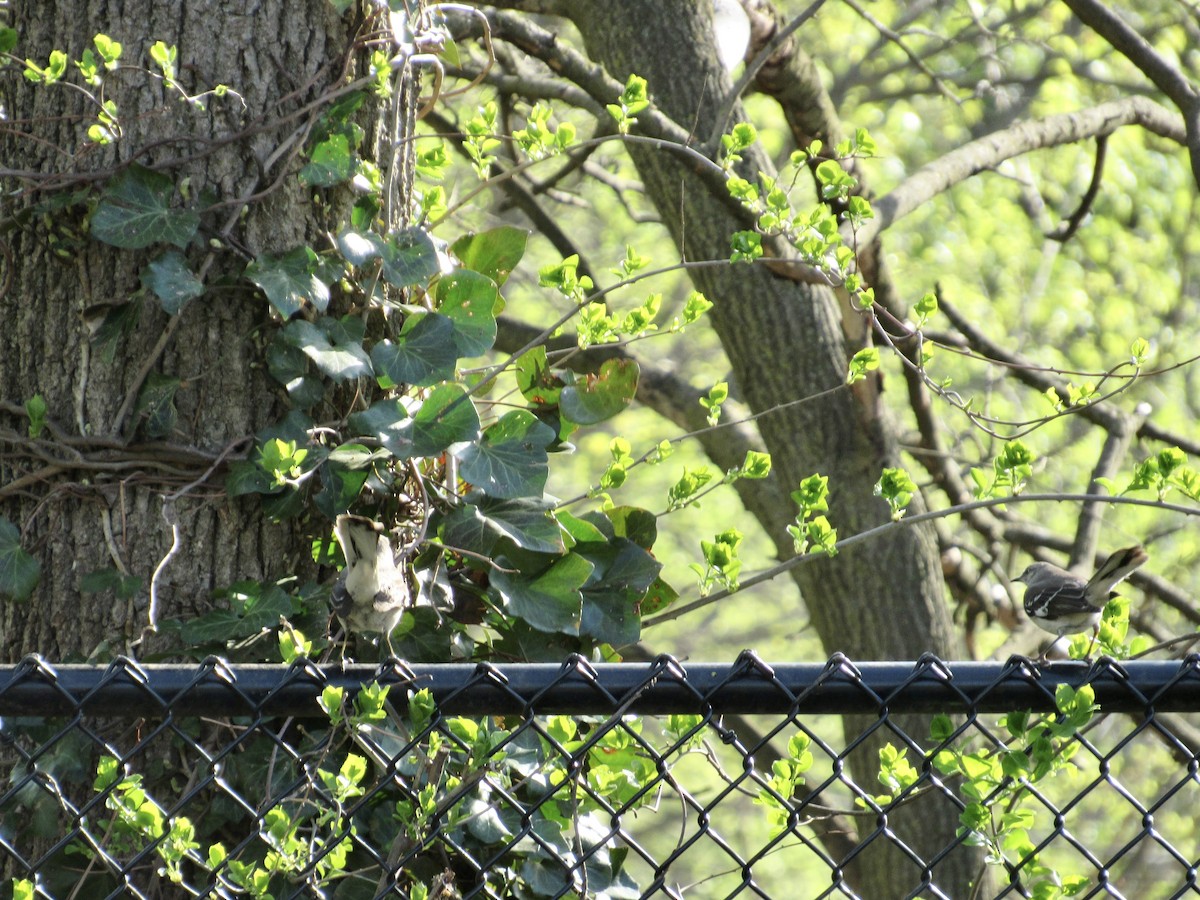 Northern Mockingbird - ML560330991