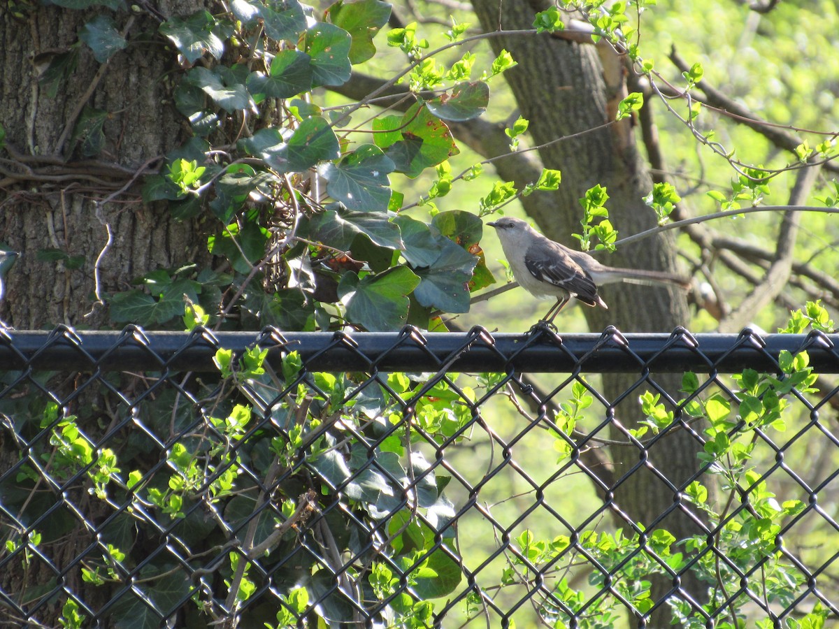 Northern Mockingbird - ML560331051