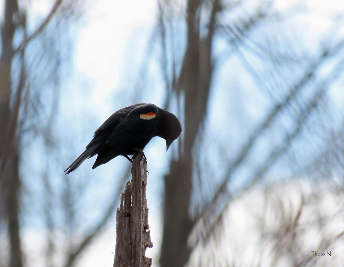 Red-winged Blackbird - ML560331991