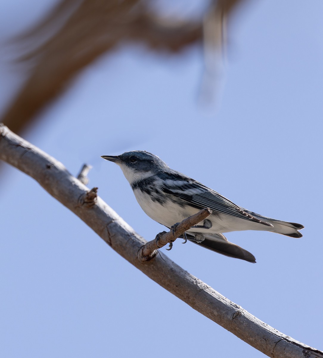 Blauwaldsänger - ML560332231