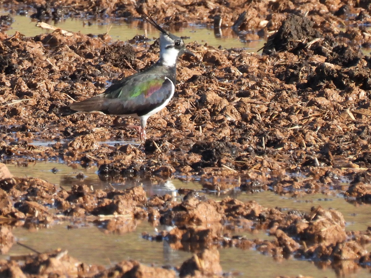 Northern Lapwing - ML560334291