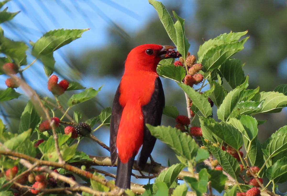 Scarlet Tanager - ML560334431