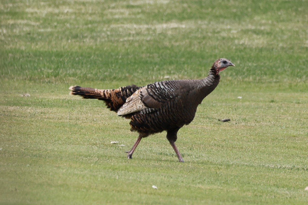 Wild Turkey - Denis Tétreault