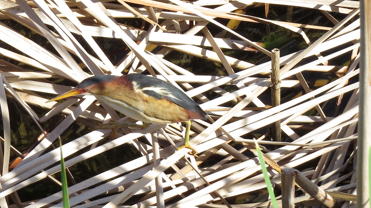 Least Bittern - ML560334491