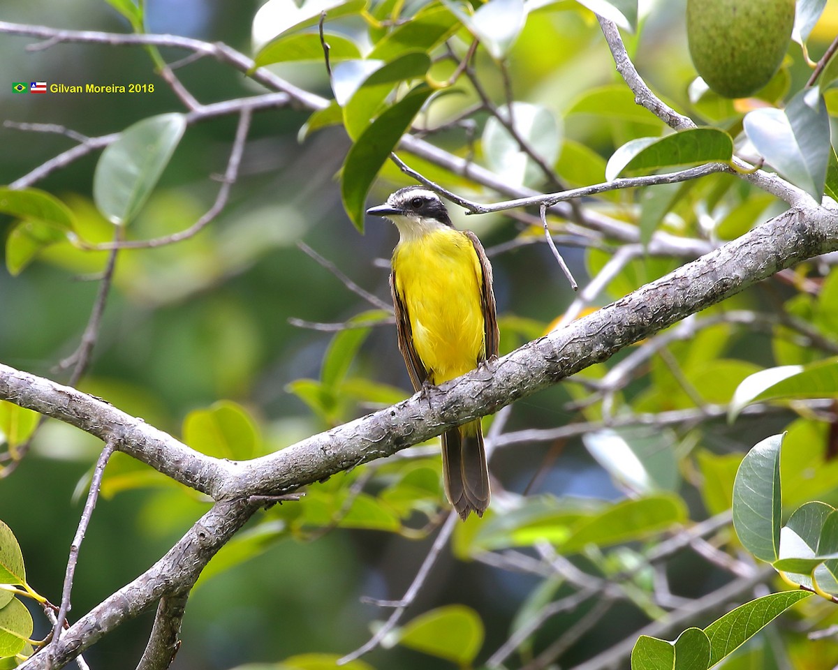 Lesser Kiskadee - Gilvan Moreira