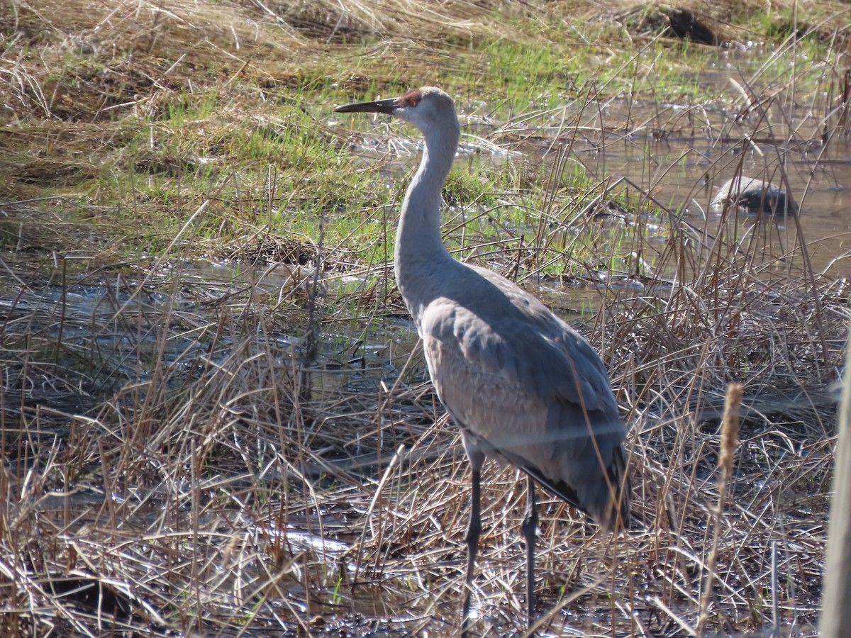 カナダヅル - ML560335441