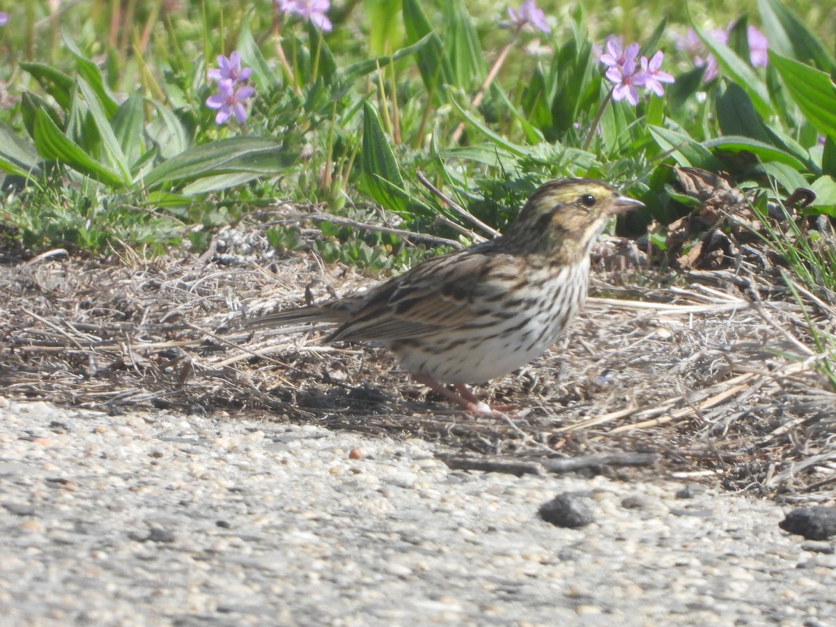 Savannah Sparrow - ML560335771